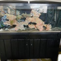 Aquariums And Supplies