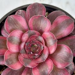 Aeonium Charm  Rose🌹 