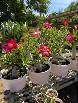 Desert Rose
