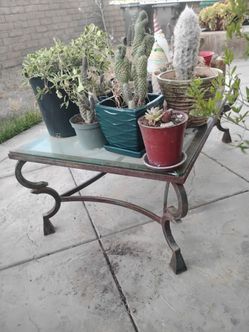 Plants n glass table 100