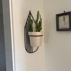 PETITE HANGING SUCCULENT 