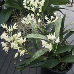 Dendrobium Kingianum,blooming, 2gl.pot 
