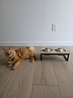 Elevated Wood Cat Bowl Stainless Steel