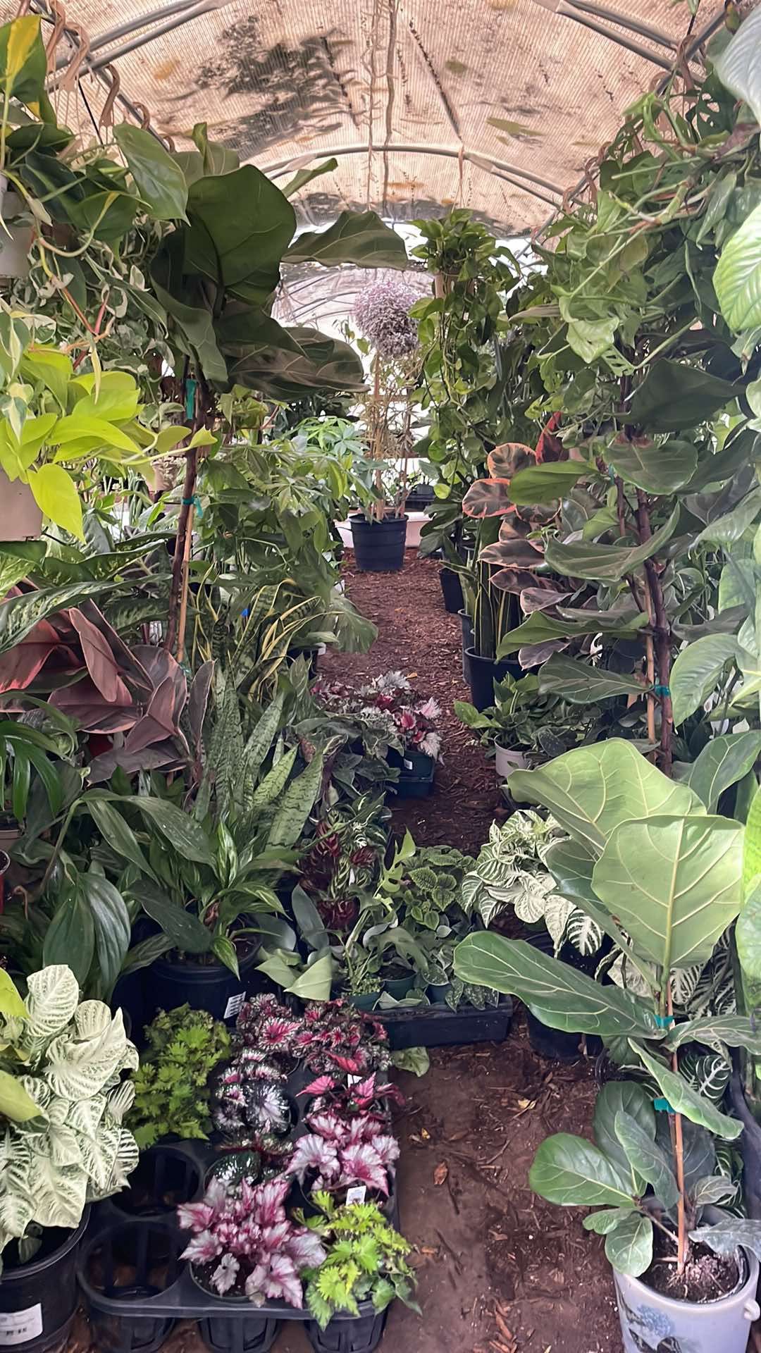 🪴❤️🎉happy Sat !!!Open houseplant sale today now until7pm; 95820