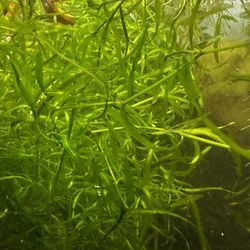 Guppy Grass