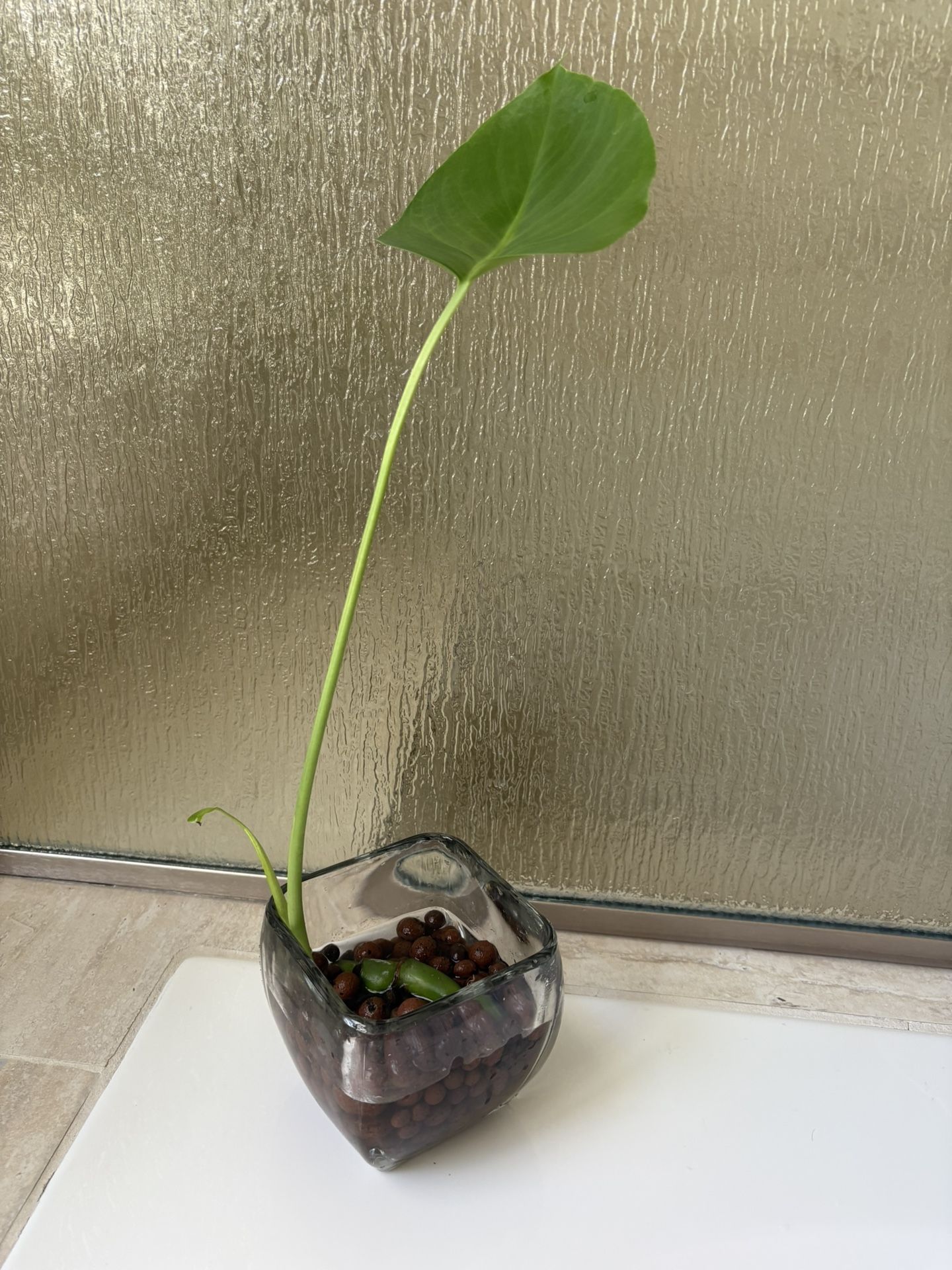 Monstera Deliciosa Plant