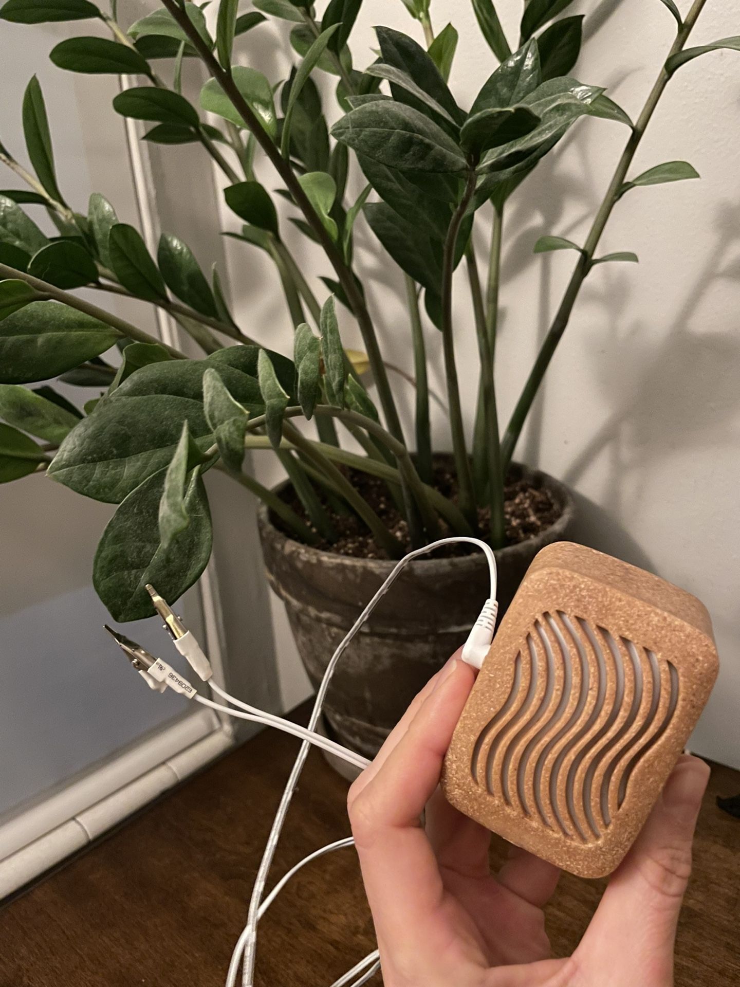 Plantwave Music With Plants!