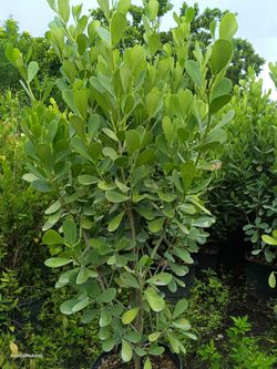 🏡🏡 BEAUTIFUL CLUSIA PRIVACY HEDGE PLANTS 15GL $40