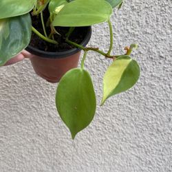 Beautiful Philodendron Brazil Plant 