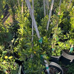 Ficus