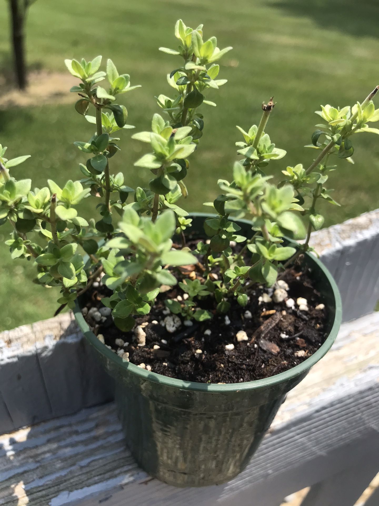 Lemon Thyme Herb Plant - 3.5 inch pot