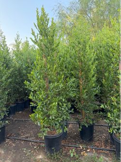Carolina cherry 15 gal 6-7 feet tall when planted