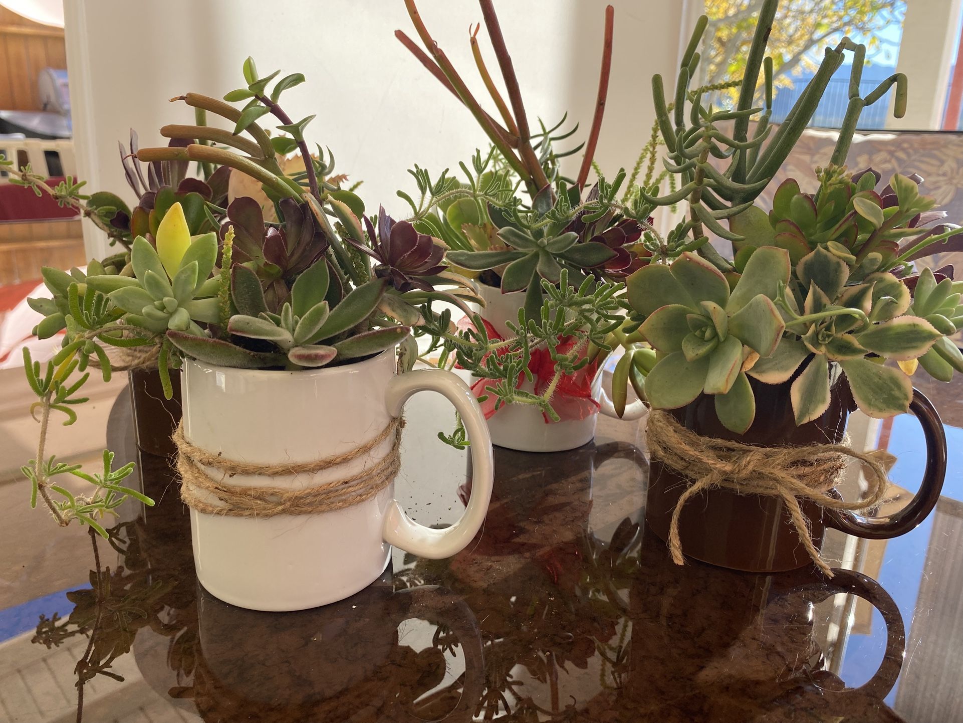 A Cup Full Of Succulents (new)