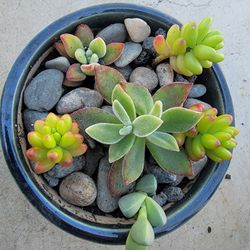 Succulent Arrangement 