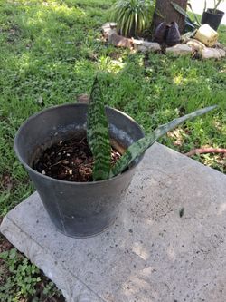 Snake plant Zeylanica
