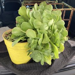 Succulent