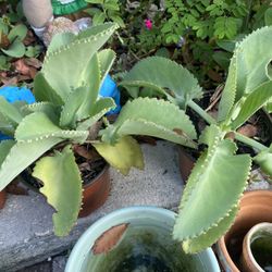 Mother Of Millions 