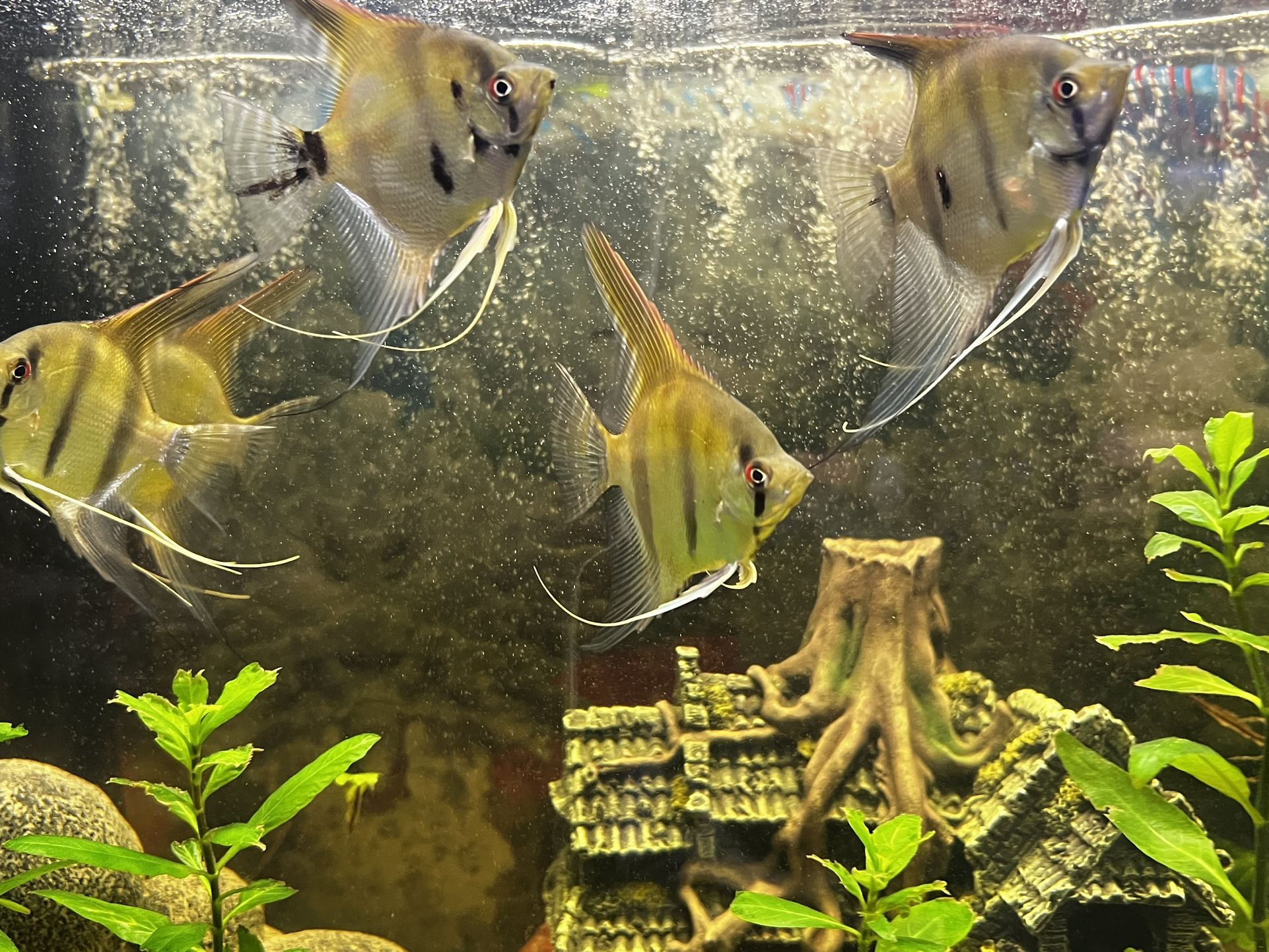 Fish Tank Decoration 