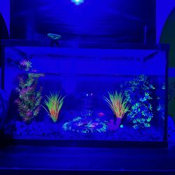 Glow Fish With Tank And Canister Filter
