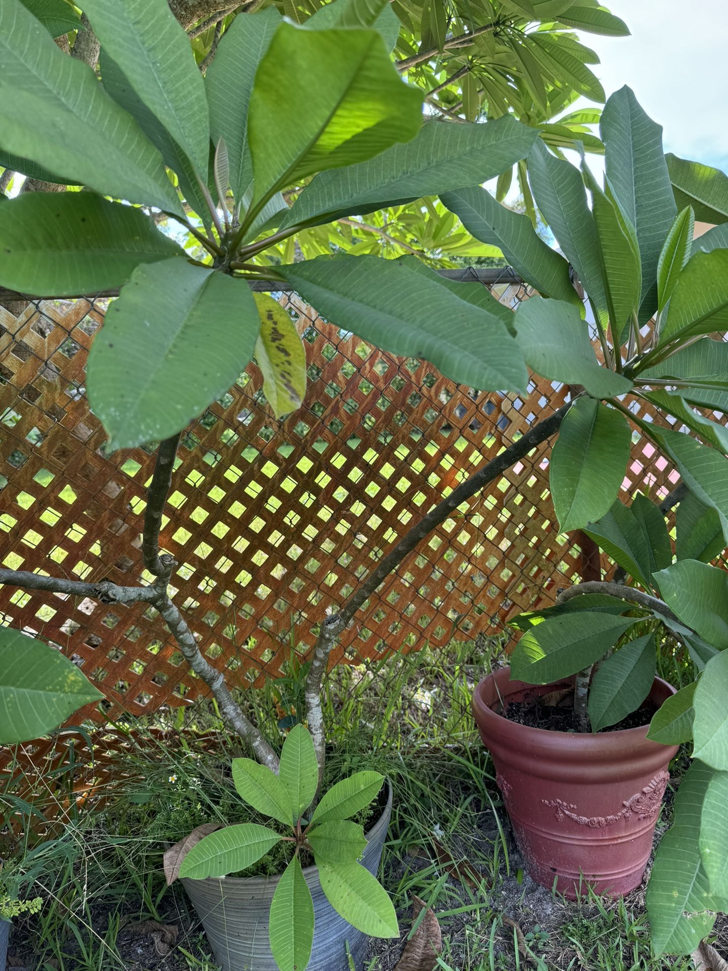 Plumeria Plant