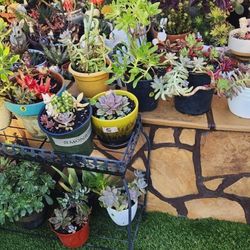 Potted Succulents and Cacti plants for Sale