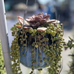 Hanging Baskets Succulents 