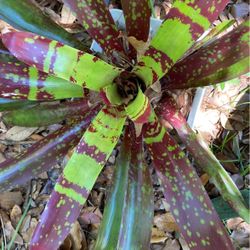 Bromeliads 
