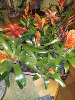 Tray of 11 plants