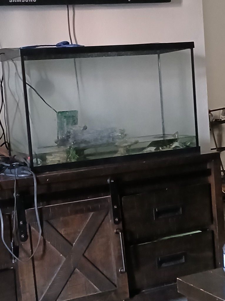 Fish Tank Comes With Turtles 