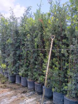 Podocarpus over 7 to 9 feet tall instant privacy hedge for fence all sizes available minimum qty 20+