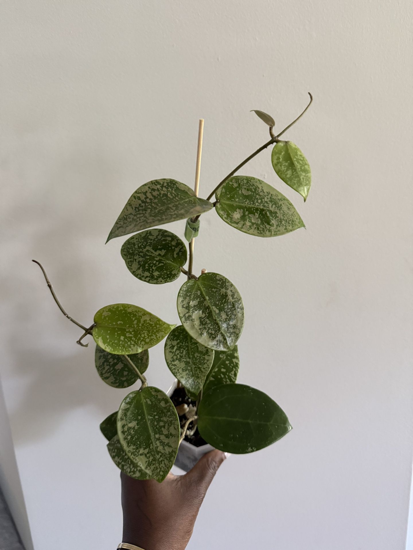 Hoya Verticillata Heart Leaf Splash