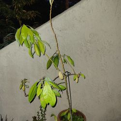Avocado Tree