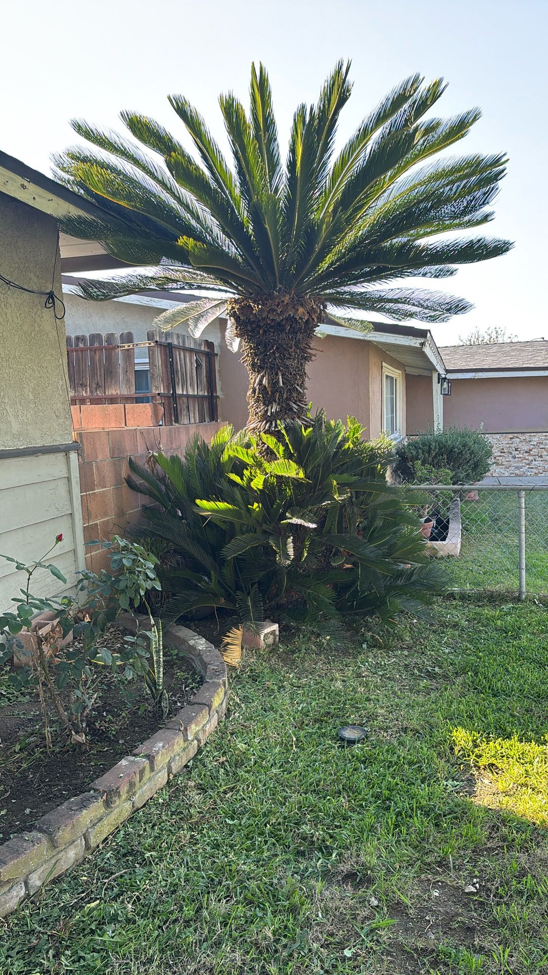 Free Sago Plant If You Dig Out