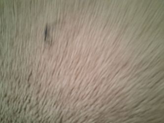 Foam top air mattress