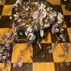 Variegated Strings Of Heart