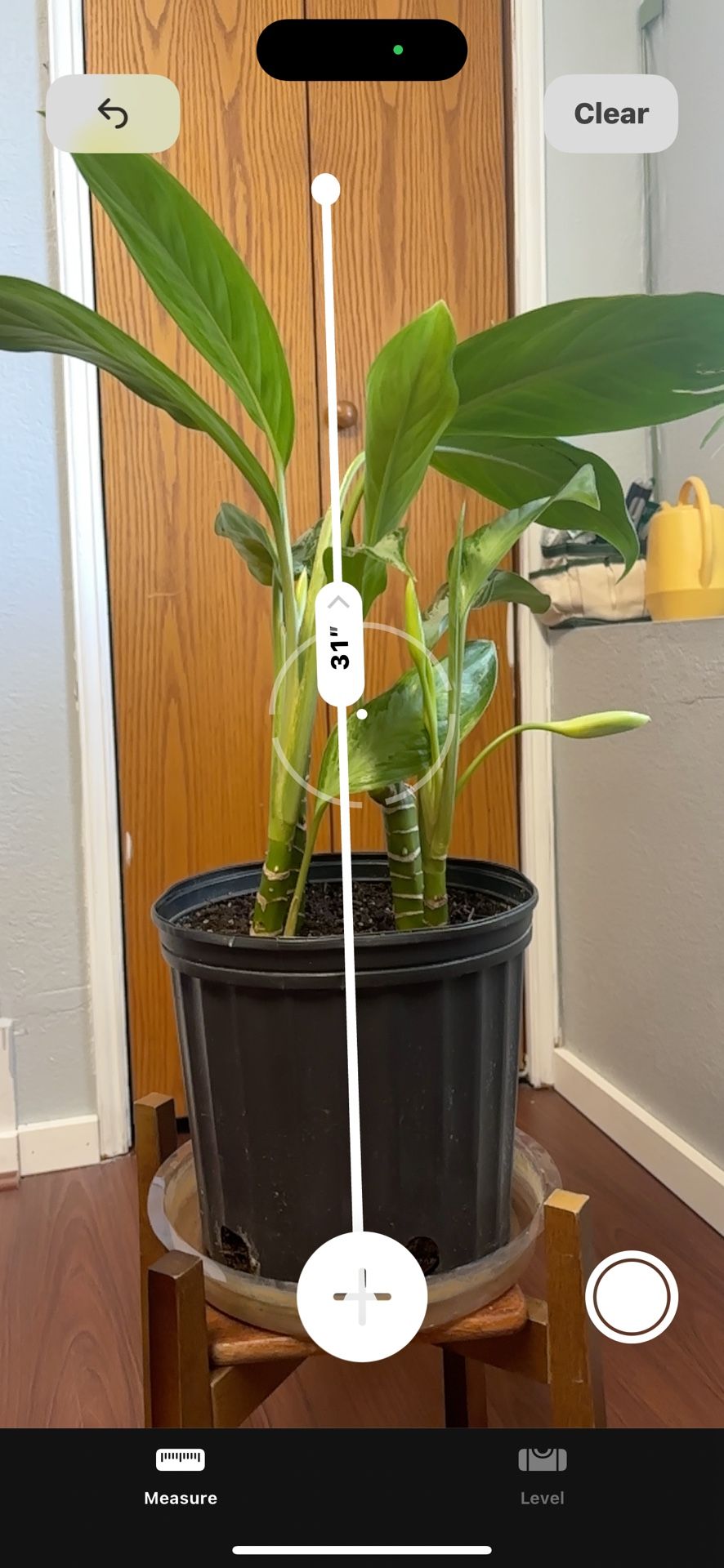 Chinese Evergreen Plant