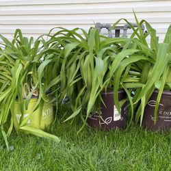 Perennial Lilly Plants 