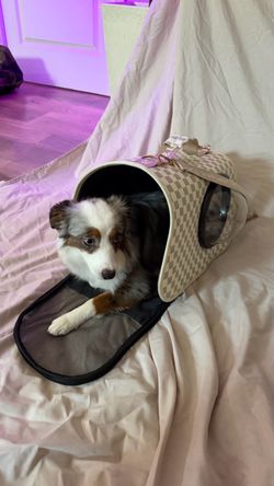 Fashionable small dog/cat carrier, transporter, bag