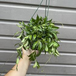 6” hoya lacunosa 