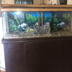 Fish tank 