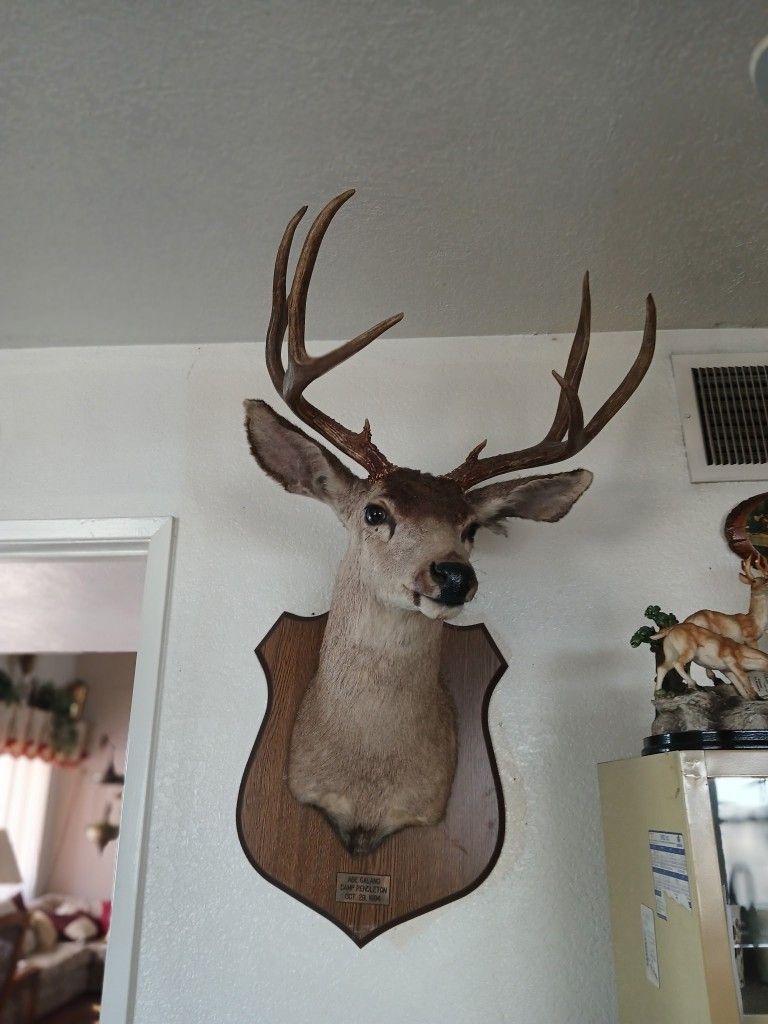 8 Point Buck Mount