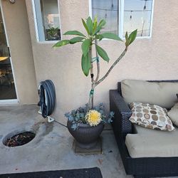 Plumaria 3 Colors In One 3.5 FT Tall