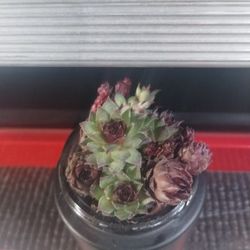 Mini Succulents 