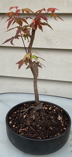 Bonsai Japan Maple 12 inches