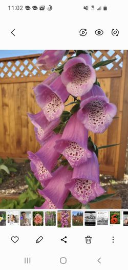 Foxgloves for an English-Style Flower Garden 