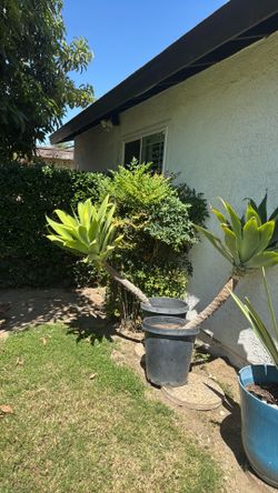 2 big plants. (Free)