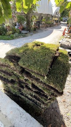 St Augustine Sod - $225 Per Pallet