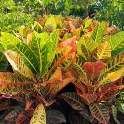 Croton Petra 7gl Privacy Hedge Plants $18🧡