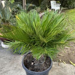 Sago Palm Tree