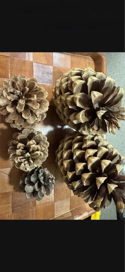 5 COULTER PINE CONES. WIDOW MAKER PINE CONES.